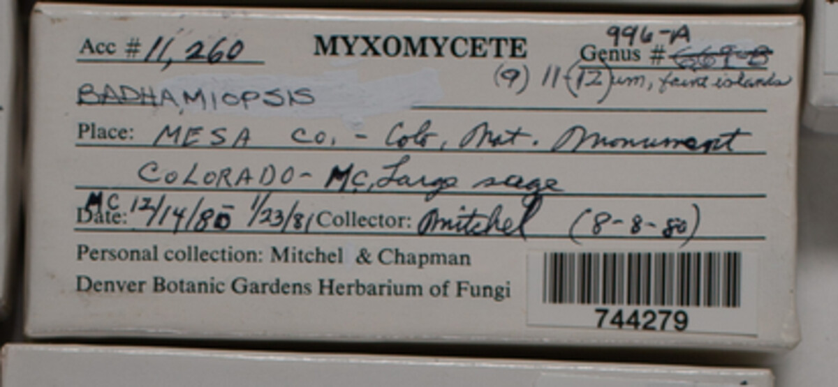 Badhamiopsis image
